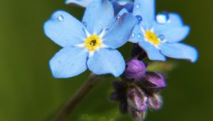 Forget Me Not flowers