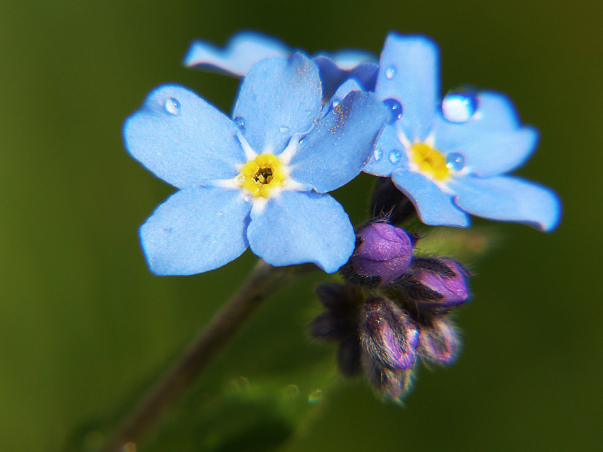 Forget Me Not flowers